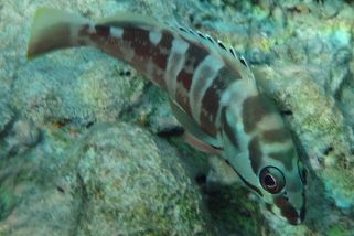 Epinephelus fasciatus - Baskenmützen-Zackenbarsch